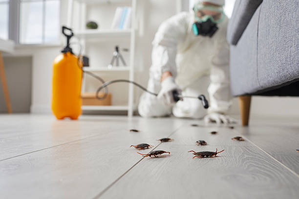 Post-Treatment Bed Bug Interceptor Monitoring in Benwood